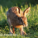 Brown hare landed forward in tall grass at sunset. May Suffolk. Lepus europaeus