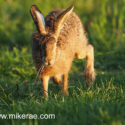 Brown hare comming forward in tall grass at sunset. May Suffolk. Lepus europaeus