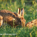 Brown hare with leveret in tall grass at sunset. May Suffolk. Lepus europaeus