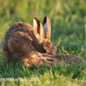 Brown hare low with leveret in tall grass at sunset. May Suffolk. Lepus europaeus