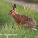 Brown hare sitting alert in grass at sunset. May Suffolk. Lepus europaeus