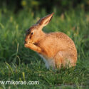 Brown hare leveret sitting feet on nose . May Suffolk. Lepus europaeus