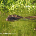 Otters swimming in green river early morning. May Suffolk. Lutra lutra