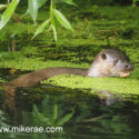Otter swimming in duck weed river early morning. May Suffolk. Lutra lutra