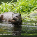 Otter in a sunny river early morning. May Suffolk. Lutra lutra