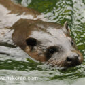 Otter head in sunny river early morning. May Suffolk. Lutra lutra