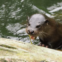 Otter mouth open coming out on log in sunny river early morning. May Suffolk. Lutra lutra
