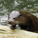 Otter mouth open climbing out on log in sunny river early morning. May Suffolk. Lutra lutra