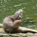 Otter scratching on log in sunny river early morning. May Suffolk. Lutra lutra