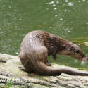 Otter leaving from log in sunny river early morning. May Suffolk. Lutra lutra