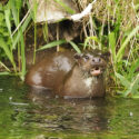 Otter standing in river early morning. May Suffolk. Lutra lutra