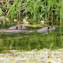 Otter pair swimming in river early morning. May Suffolk. Lutra lutra