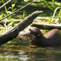Otter very shy looking aside low in river early morning. May Suffolk. Lutra lutra
