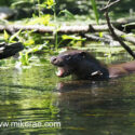Otter very shy calling for cub low in river early morning. May Suffolk. Lutra lutra
