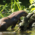 Otter very shy climbing out of shallow river early morning. May Suffolk. Lutra lutra