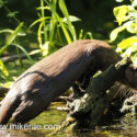 Otter very shy climbing out of river early morning. May Suffolk. Lutra lutra