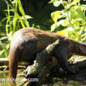 Otter very shy climbed out of river early morning. May Suffolk. Lutra lutra
