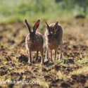 Brown hare pair running dawn sun behind. June Suffolk. Lepus europaeus