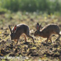 Brown hare pair running across dawn sun behind. June Suffolk. Lepus europaeus