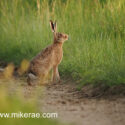 Brown hare head up on track at sunset. June Suffolk. Lepus europaeus