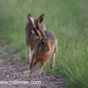 Brown hare pair swerving run at sunset. June Suffolk. Lepus europaeus