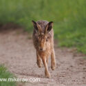 Brown hare run feet together at sunset. June Suffolk. Lepus europaeus