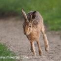 Brown hare run track side at sunset. June Suffolk. Lepus europaeus