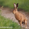 Brown hare sitting track side at sunset. June Suffolk. Lepus europaeus