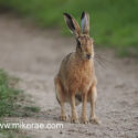 Brown hare sitting and looking track side at sunset. June Suffolk. Lepus europaeus