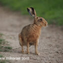 Brown hare sitting and looking away track side at sunset. June Suffolk. Lepus europaeus