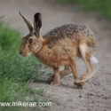 Brown hare sitting jump track side at sunset. June Suffolk. Lepus europaeus