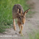 Brown hare head down run at track side at sunset. June Suffolk. Lepus europaeus