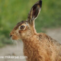 Brown hare head looking alert at sunset. June Suffolk. Lepus europaeus