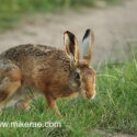 Brown hare head looking alert at sunset. June Suffolk. Lepus europaeus