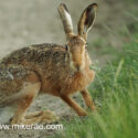 Brown hare paused and looking close at sunset. June Suffolk. Lepus europaeus