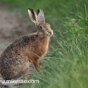 Brown hare sitting and looking alert at sunset. June Suffolk. Lepus europaeus