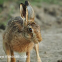 Brown hare very close and looking alert at sunset. June Suffolk. Lepus europaeus