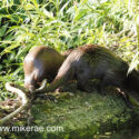 Otter pair one in one out early morning. June Suffolk. Lutra lutra