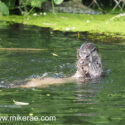 Otter pair up and under early morning. June Suffolk. Lutra lutra