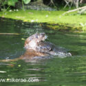 Otter pair up and under impact early morning. June Suffolk. Lutra lutra