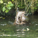 Otter pair neck to neck early morning. June Suffolk. Lutra lutra