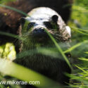 Otter looking close on grassy path. June Suffolk. Lutra lutra