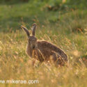 Brown hare in a meadow sunset behind. June Suffolk. Lepus europaeus