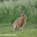 Brown hare iafter sunset oat field behind. June Suffolk. Lepus europaeus
