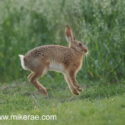 Brown hare leveret levitating after sunset. June Suffolk. Lepus europaeus