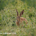 Brown hare low in wild field corner. June Suffolk. Lepus europaeus