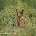 Brown hare low down in wild field corner. June Suffolk. Lepus europaeus