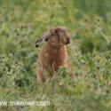 Brown hare ears down in wild field corner. June Suffolk. Lepus europaeus