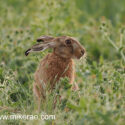 Brown hare ears flat in wild field corner. June Suffolk. Lepus europaeus