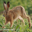 Brown hare moving through in wild field corner. June Suffolk. Lepus europaeus